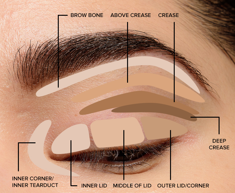 Beginner Eye Makeup Makeup Tips For Beginners Eyeshadow Placement Eye Makeup Diagram