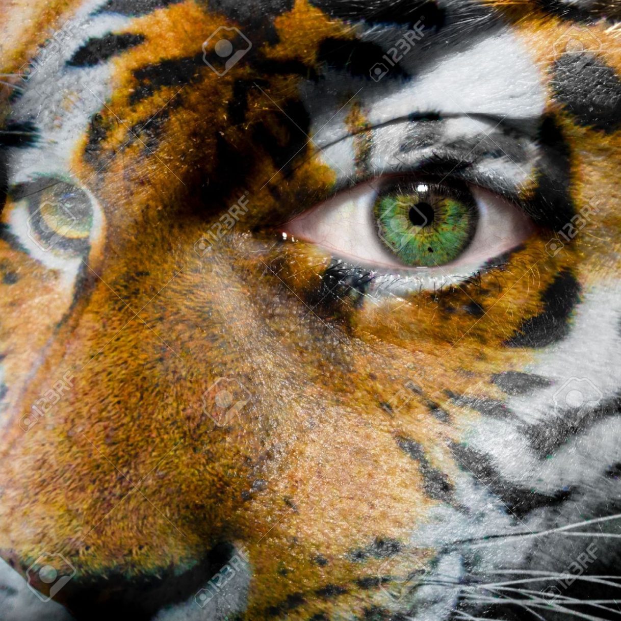 Tiger Eye Makeup Face With Green Eye Painted With Siberian Tiger Stock Photo Picture