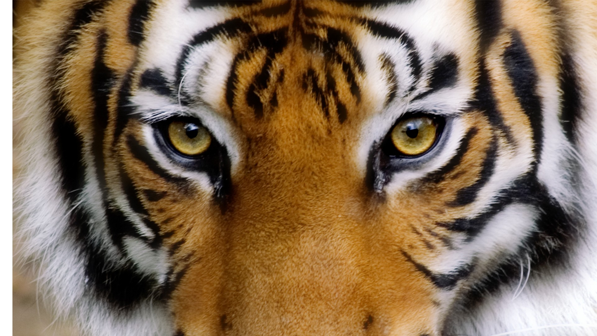 Tiger Eye Makeup Tiger Eye Wallpaper Sf Wallpaper